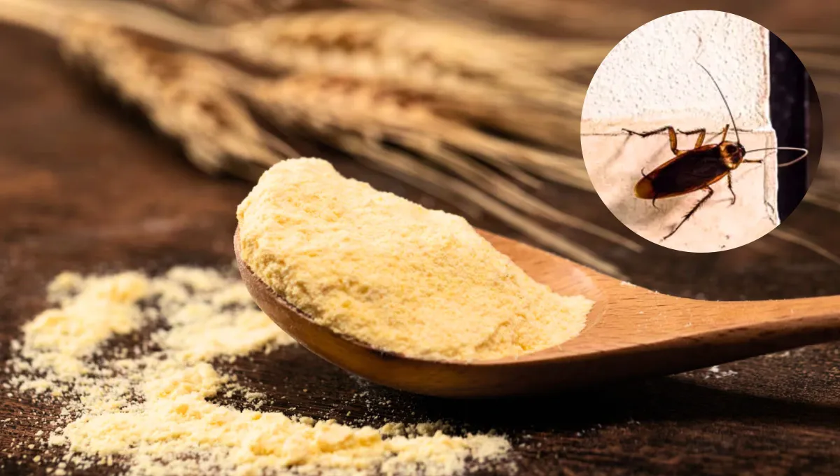 Jak se zbavit švábů v kuchyni pomocí mouky: účinná domácí past