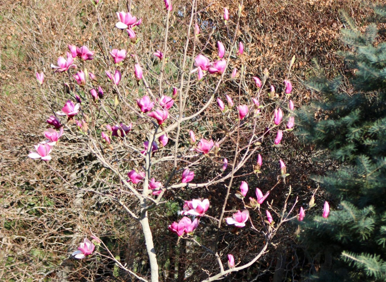 Jak chránit magnólie před zimou? Zakrytí a okopání pomohou přečkat mrazy