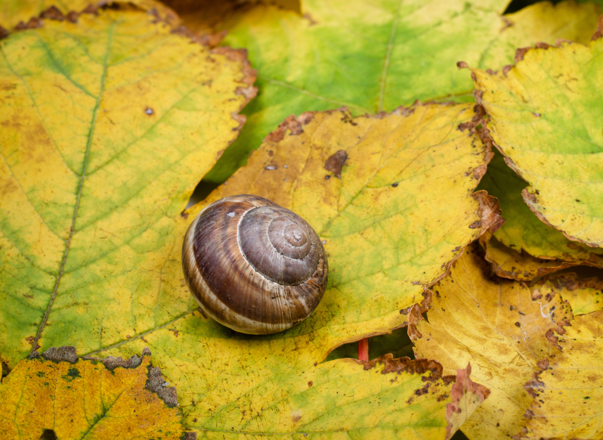Šneci se připravují na zimu. Můžete jim v tom zabránit a na jaře už v zahradě nebudou