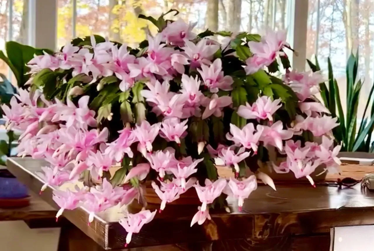 Proč můj jetel fialoví? Přidejte mu hnojivo a znovu zezelená a bude kvést ještě bohatěji.