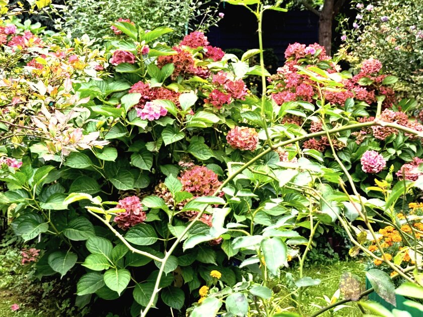 7 rostlin, které je NUTNÉ na podzim mulčovat, jinak na jaře nebudete mít co zachraňovat!