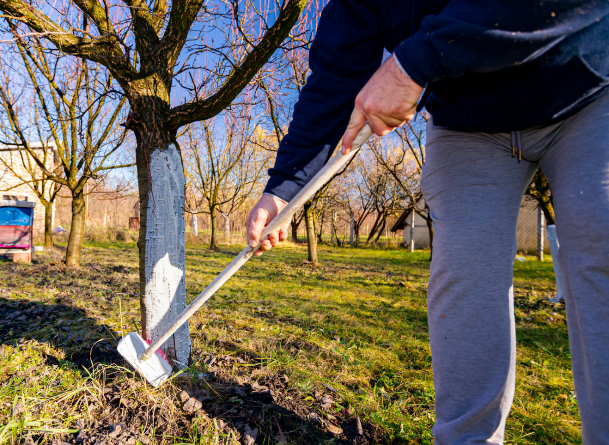 Jak připravit ovocný strom na bílení? Co dělat, když je kůra poškozená