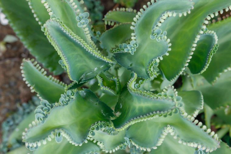 Tato péřovitá rostlina je skutečným pokladem pro parapet. Kvete, voní a z jejích listů lze připravit domácí hydratační masku.