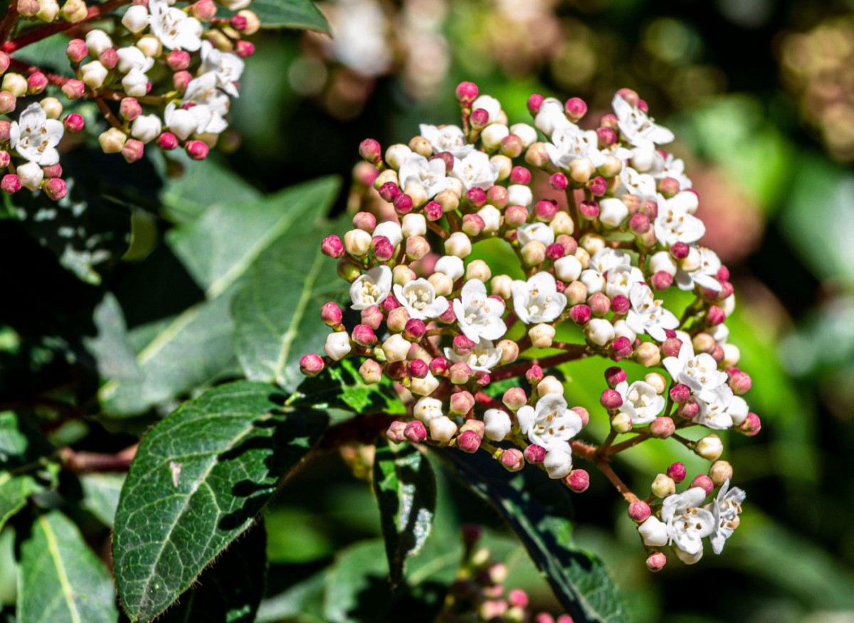 Chrání zahradu po celý rok, protože neztrácí listy. Kalina vavřínolistá – pěstování a použití