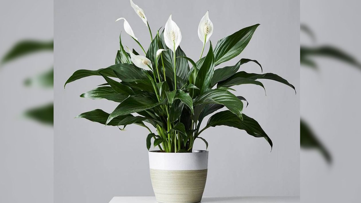 „Jejich vliv na vlhkost vzduchu mě ohromil“: tyto pokojové rostliny rostou i v bytech, které jsou v zimě uzavřené.