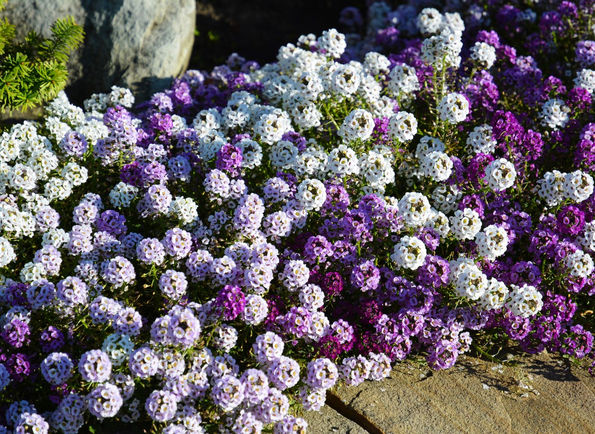 Jaké květiny zasít v zahradě před zimou? Výběr odolných a krásných druhů
