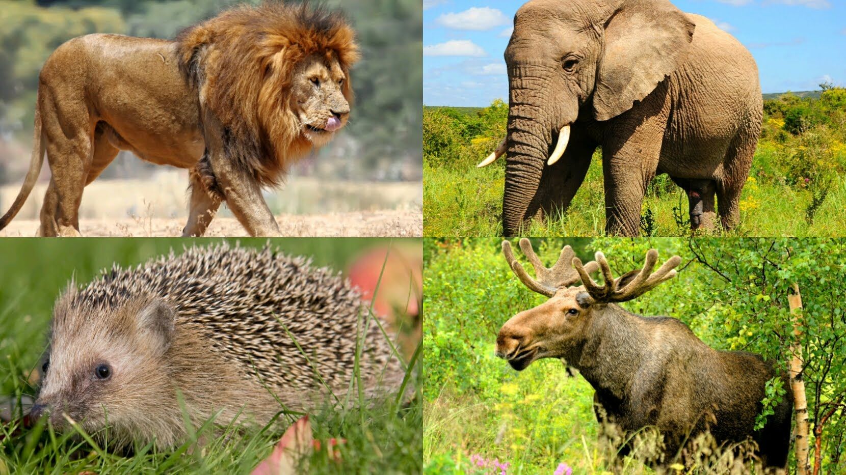 Nejnovější zprávy z biologie: odborníci poprvé prokázali, že zvířata a rostliny komunikují pomocí zvuků.