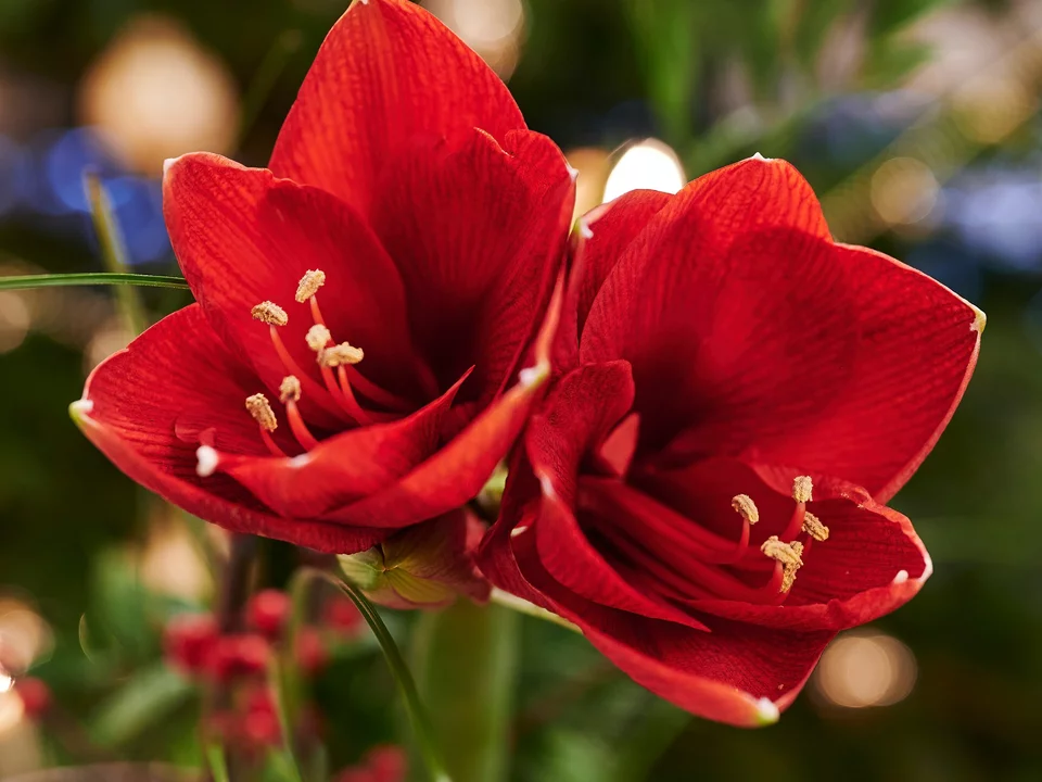 Kdy zasadit amaryllis, aby rozkvetl na Vánoce? Toto je poslední příležitost.