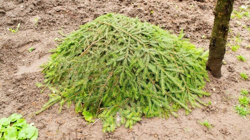 Zakrýváme růže na zimu. Vytvořte bariéru, která jim pomůže přežít chlad.