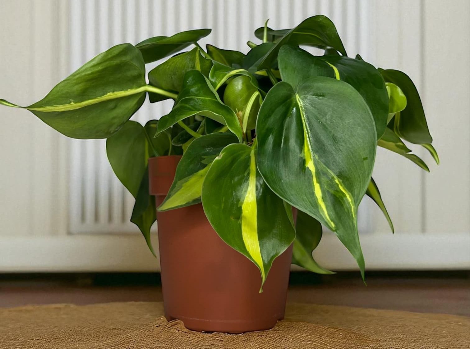 Zelený WOW ve vašem domě – rostliny, které milují maximalismus