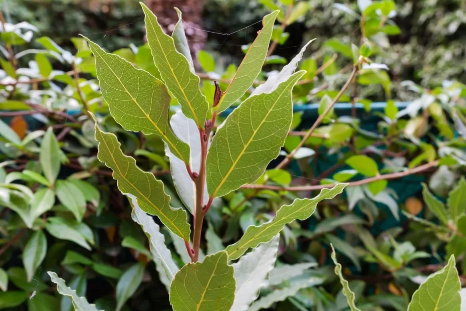 Přidejte čtyři bobkové listy do vroucí vody a váš život se změní. Tuto metodu používají dokonce i lékaři. Tento trik funguje na podzim a v zimě.