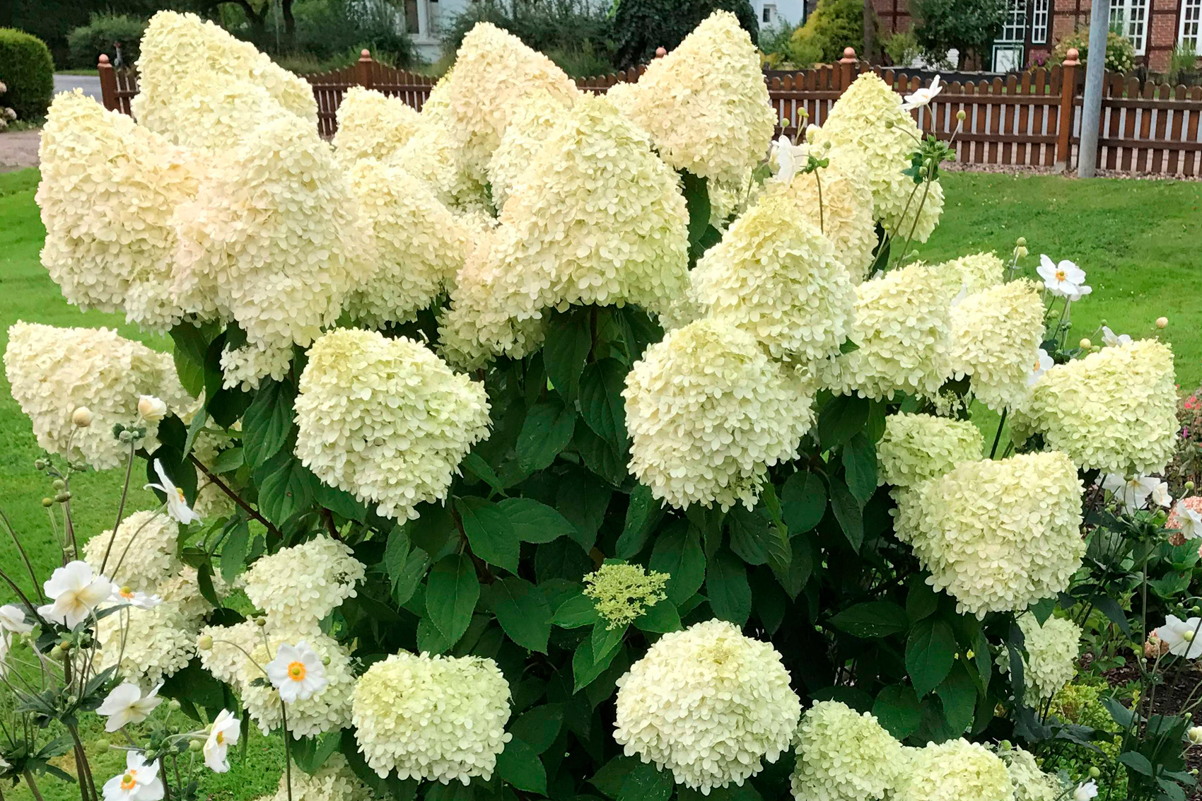 Konečné rozloučení s hortenziemi: proč zkušení zahradníci doporučují přestat je vysazovat právě teď