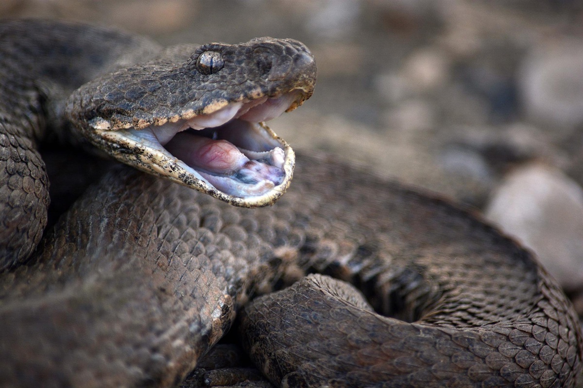 Vědci vyvinuli inovativní protijed, který chrání před 17 druhy hadů.