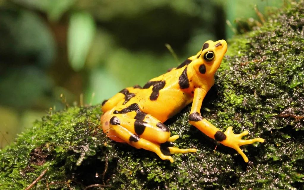 Vědci odhalili tajemství neonově žlutého zbarvení ropuch