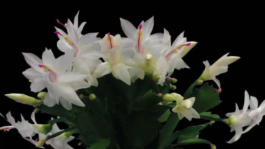 Zalijte fíkus „černou vodou“ – nové poupata se objeví za několik dní