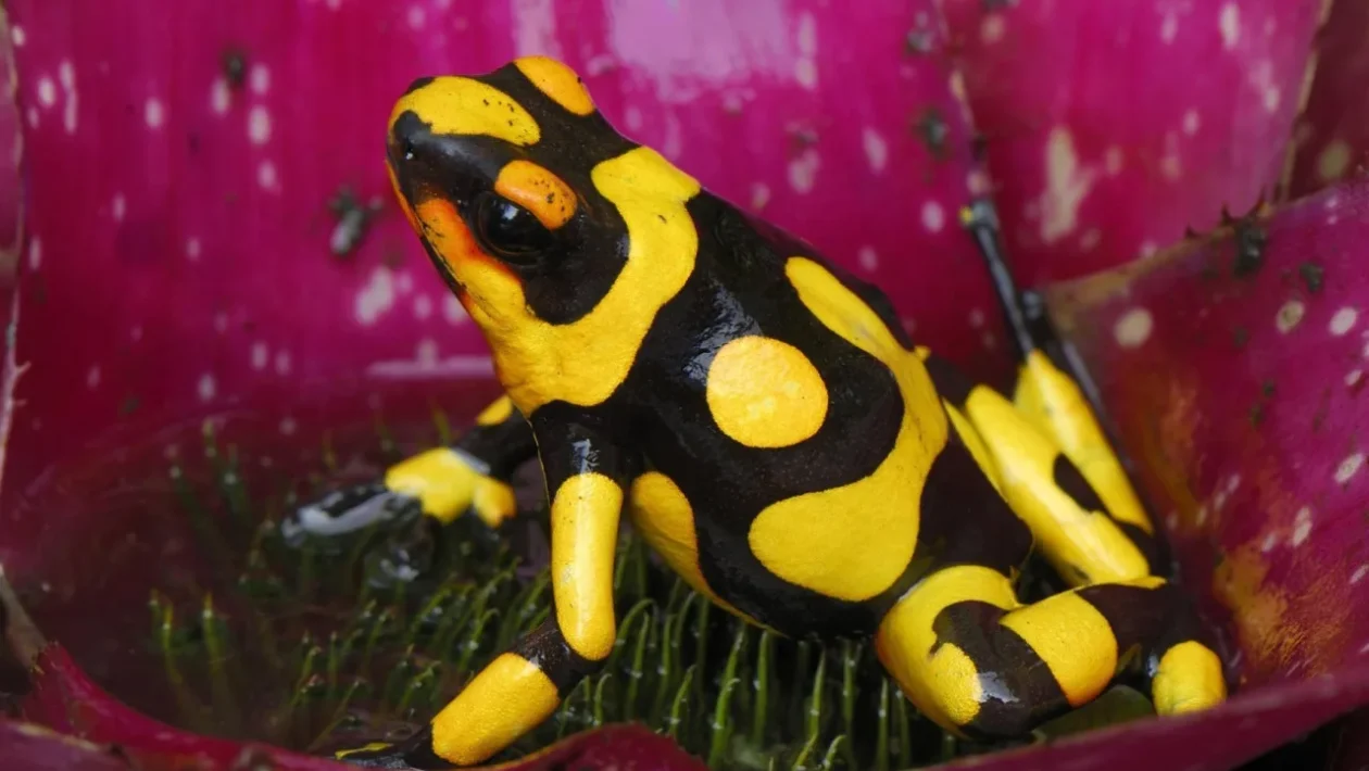 Vědci odhalili tajemství neonově žlutého zbarvení ropuch