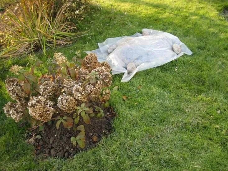 Tato chyba zničí vaše hortenzie na celý rok. Osm z deseti lidí to dělá na podzim.