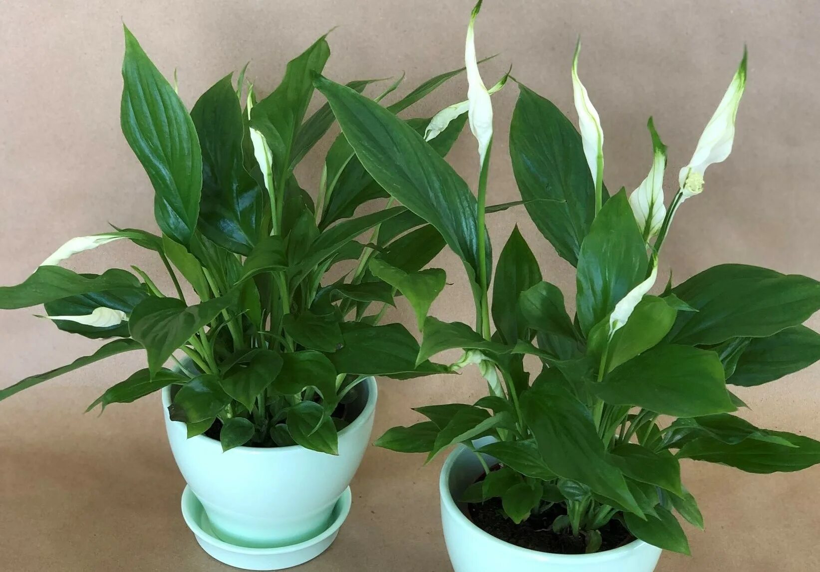 Ani kaktus, ani hadí hlava: rostlina, která absorbuje vlhkost a bojuje proti plísním