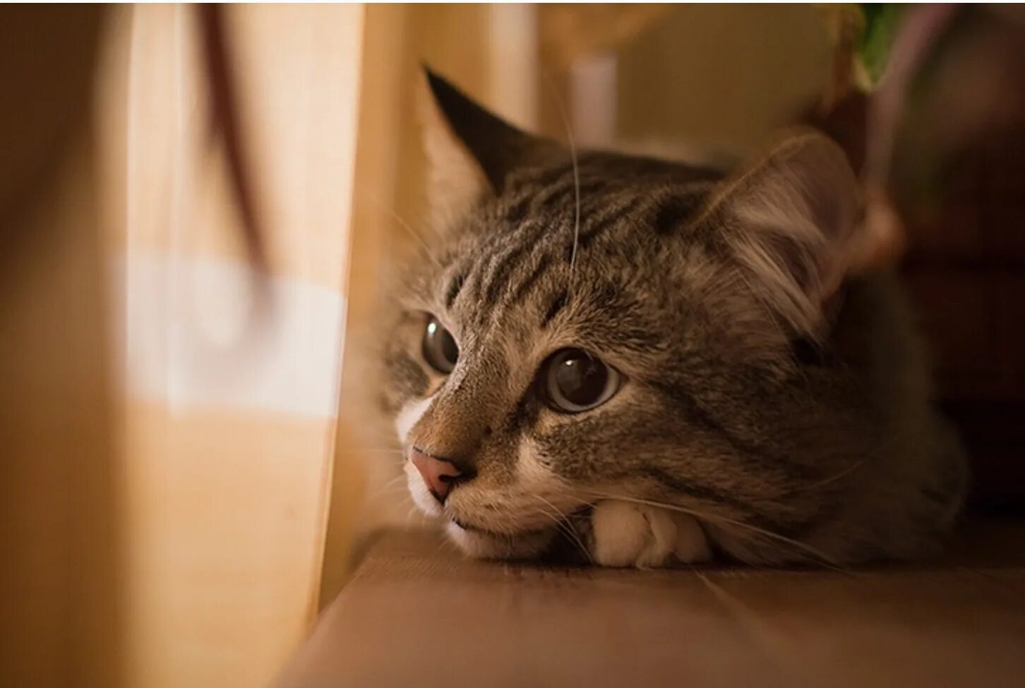 Jak zjistit, zda je kočka opravdu zdravá, když si nikdy nestěžuje?