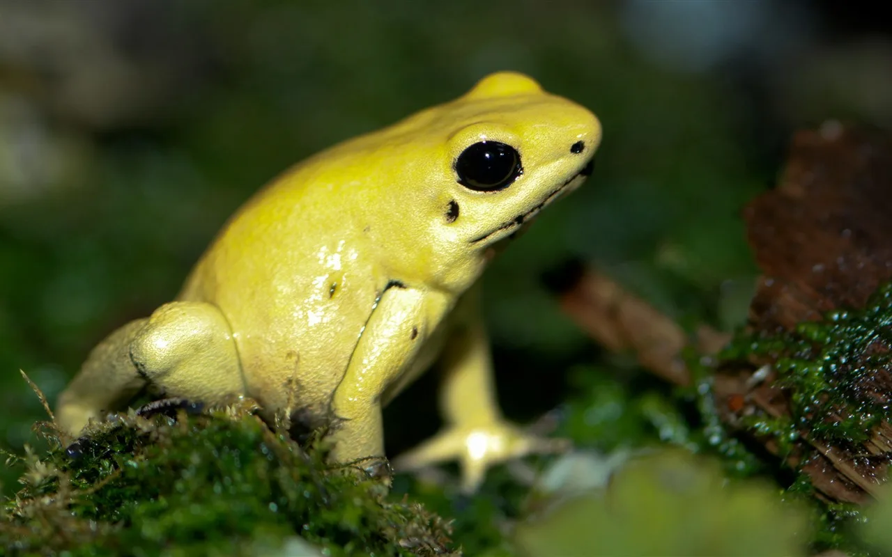 Vědci odhalili tajemství neonově žlutého zbarvení ropuch
