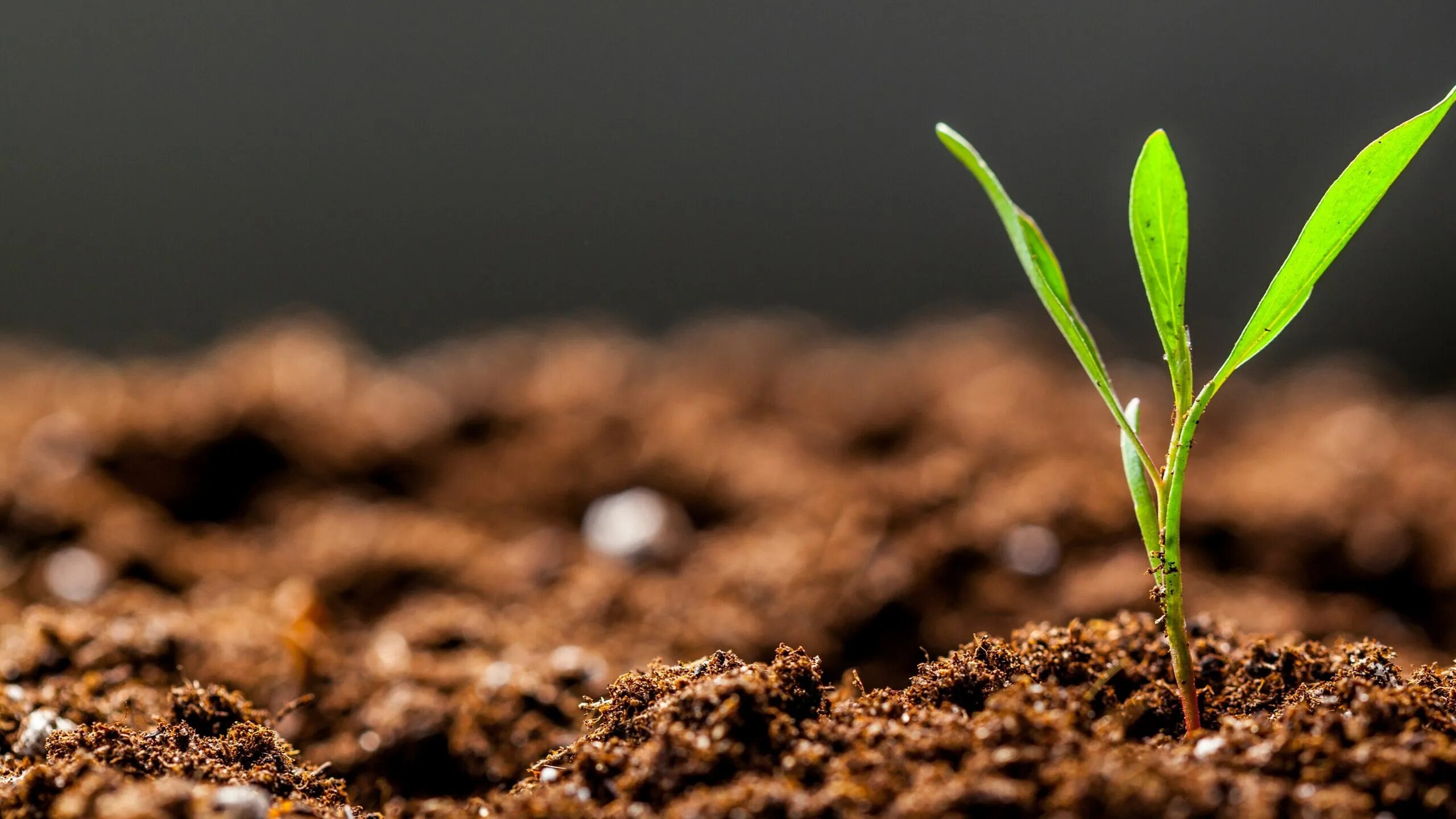 Začínající zahradník dostává varování po zveřejnění fotografií svého vysokého záhonu na internetu: „Přemýšlím, jestli mám začít znovu od začátku.“