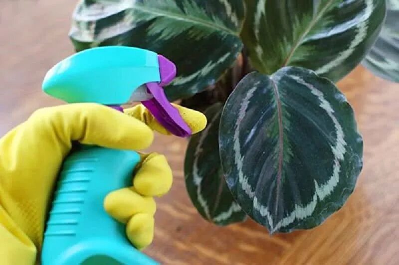 Tyto tři oblíbené pokojové rostliny milují postřikování. Než vezmete do ruky rozprašovač, mějte na paměti jednu věc.