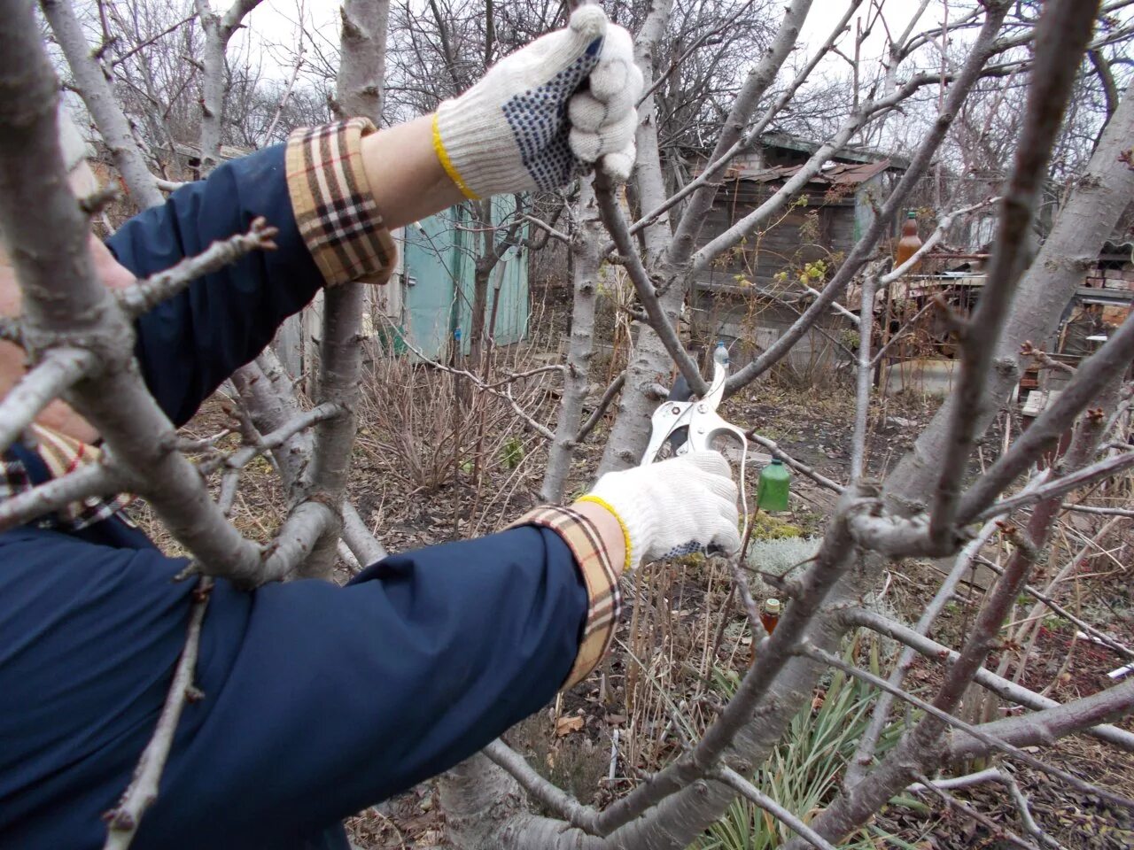 Poslední šance před mrazem: tyto stromy a keře je třeba prořezat ještě v listopadu