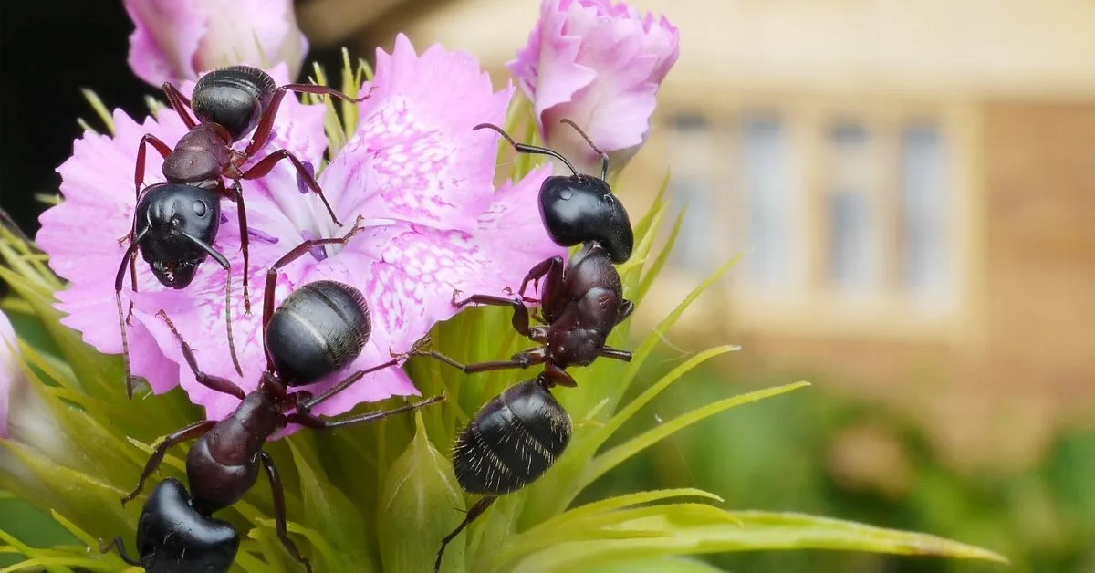 Vědci tomu nemohou uvěřit: objev osmiletého dítěte navždy změnil vědu.