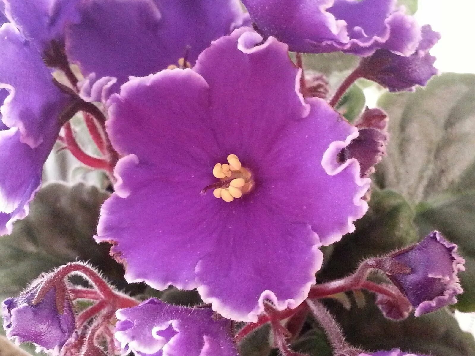 Pochutnejte si na tomto čaji s africkou fialkou. Na oplátku vás zahrne květy.