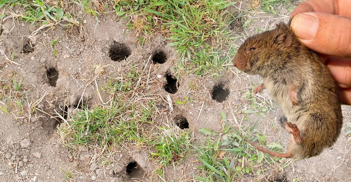 Odborníci varují: pokud objevíte takové otvory ve své zahradě, znamená to, že někde poblíž se mohou nacházet tato zvířata.