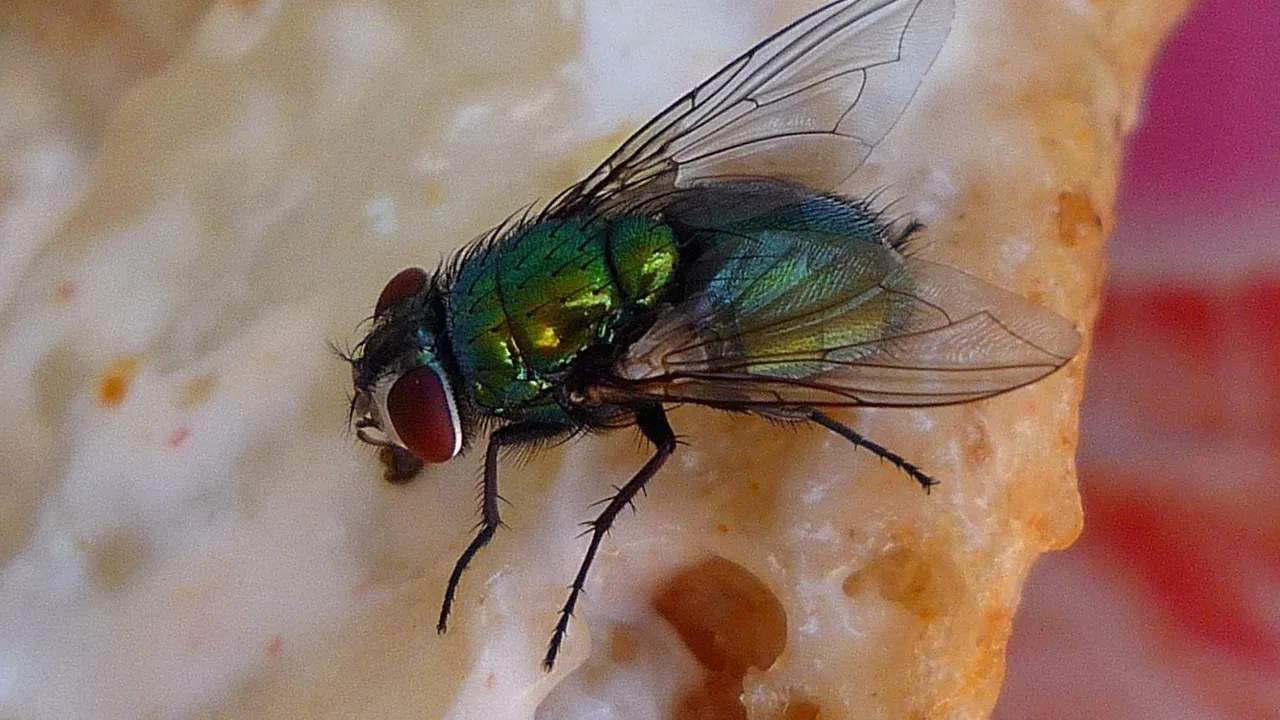 Mikrobiolog hovoří o rizicích, která vznikají, když necháme mouchy dělat svou práci v našich potravinách.