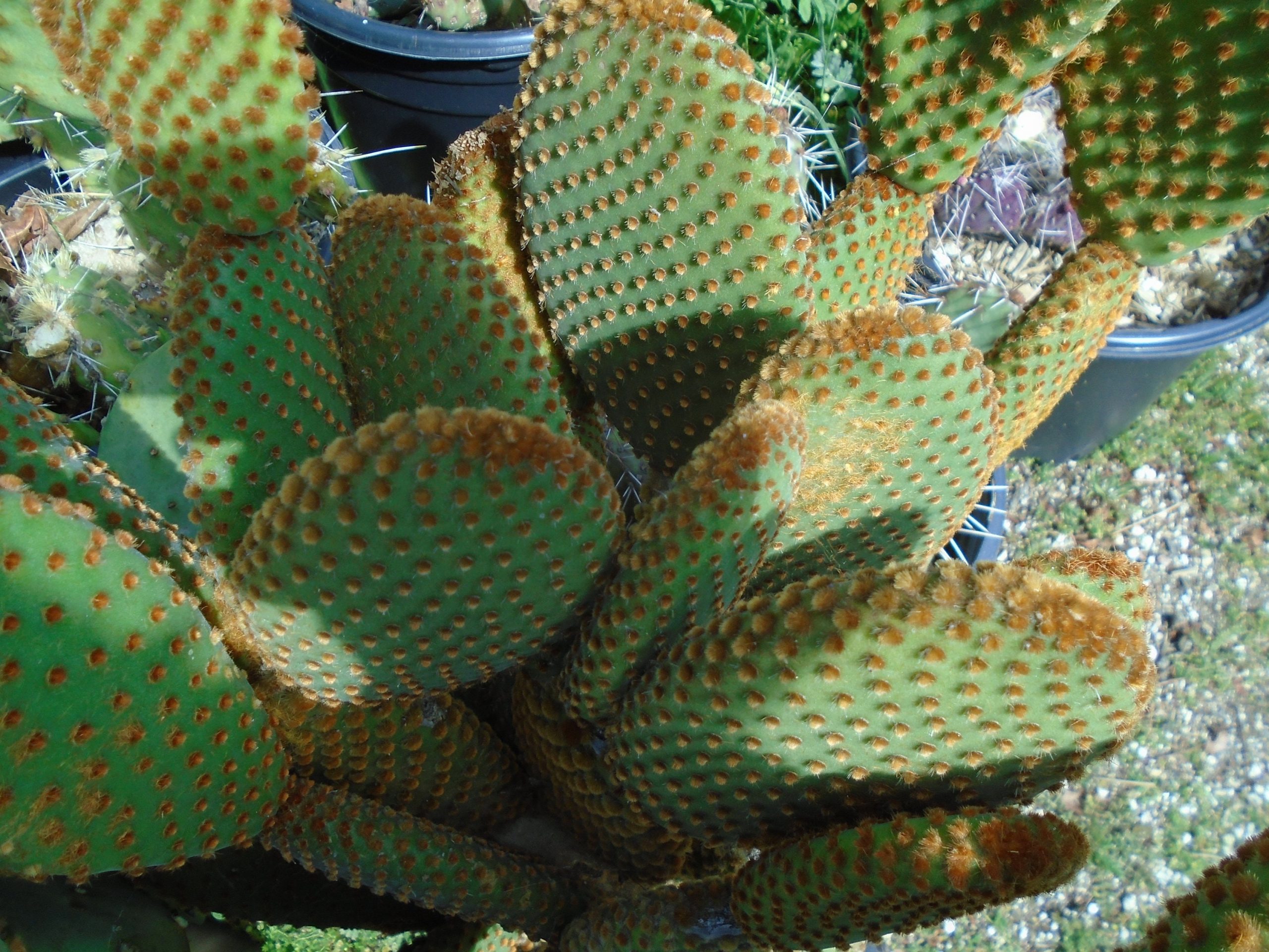 Zapomínáte zalévat květiny? Těchto 7 pokojových rostlin přežije všechno!