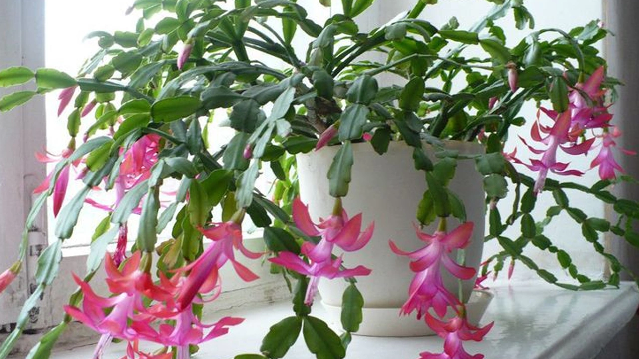 Váš keřík má pupeny? Začněte ho zalévat tímto roztokem a do Vánoc rozkvete.