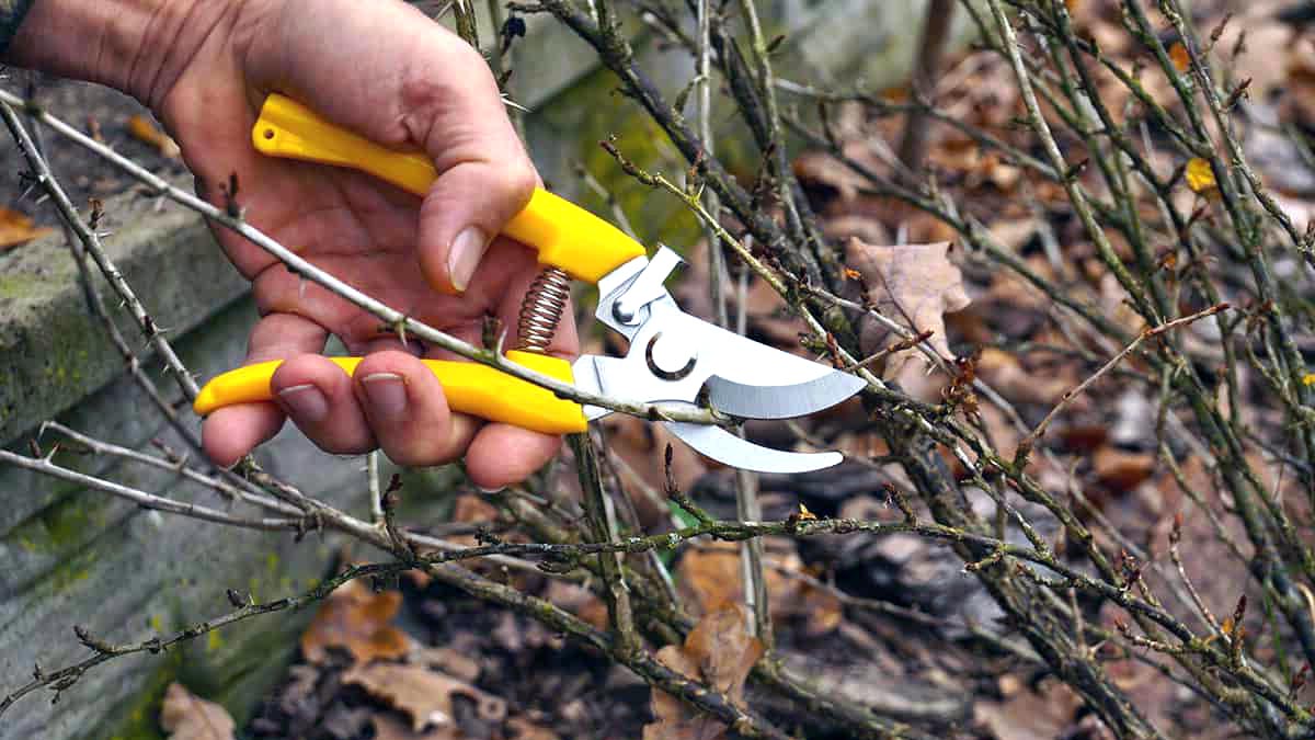 Aby vaše stromy a keře bezpečně přečkaly zimu, nezapomeňte je v listopadu ostříhat – je to poslední termín před mrazem.