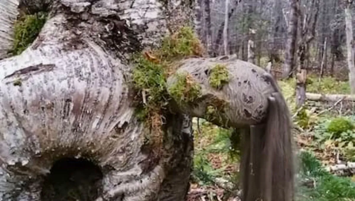 Legenda o plačící vrbě: příběh, který vysvětluje, proč se tento strom vždy jeví jako smutný