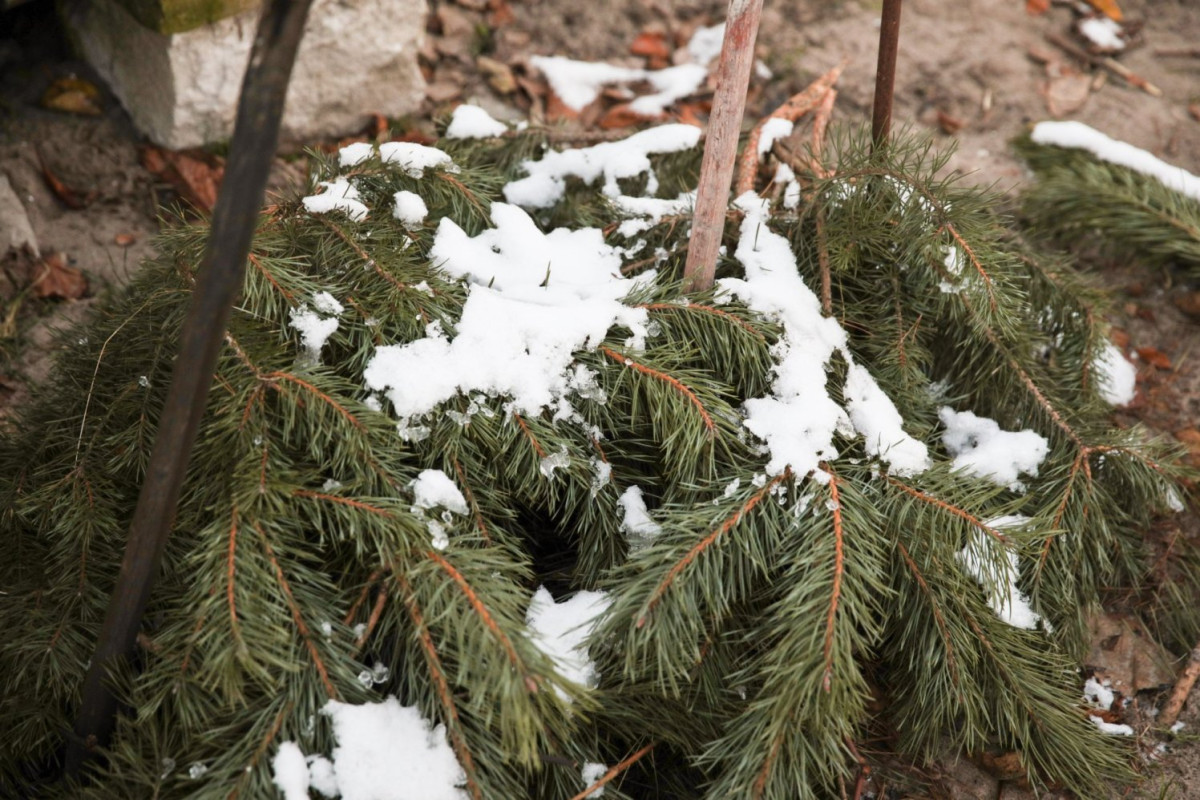 Udělejte to s vinnou révou v listopadu. Ani silný mráz je neodradí.