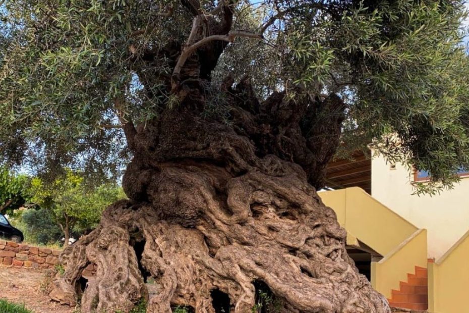 Nejstarší olivovník na světě: 4000 let a stále rodí plody