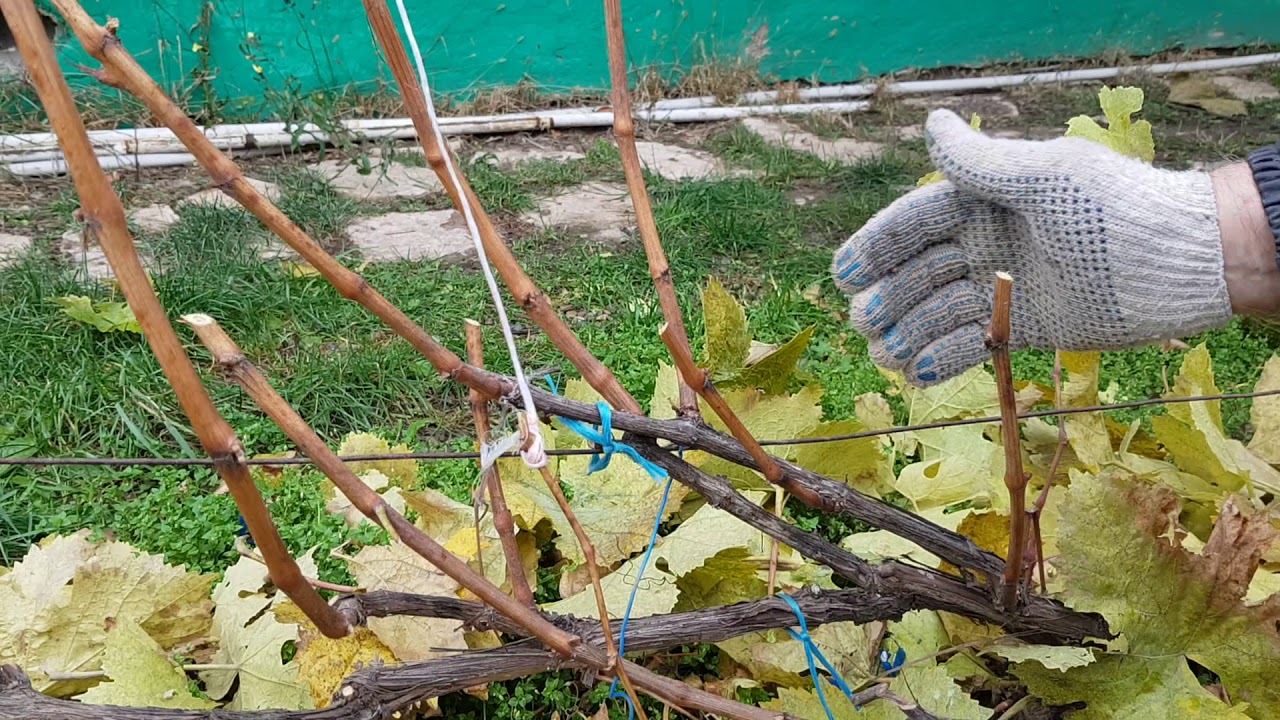 Příprava vinné révy na zimu. K ochraně úrody v příštím roce nestačí pouhé okopání a zakrytí.