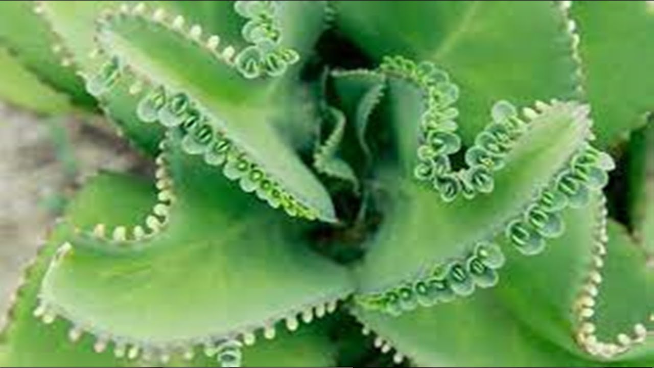 Tato péřovitá rostlina je skutečným pokladem pro parapet. Kvete, voní a z jejích listů lze připravit domácí hydratační masku.