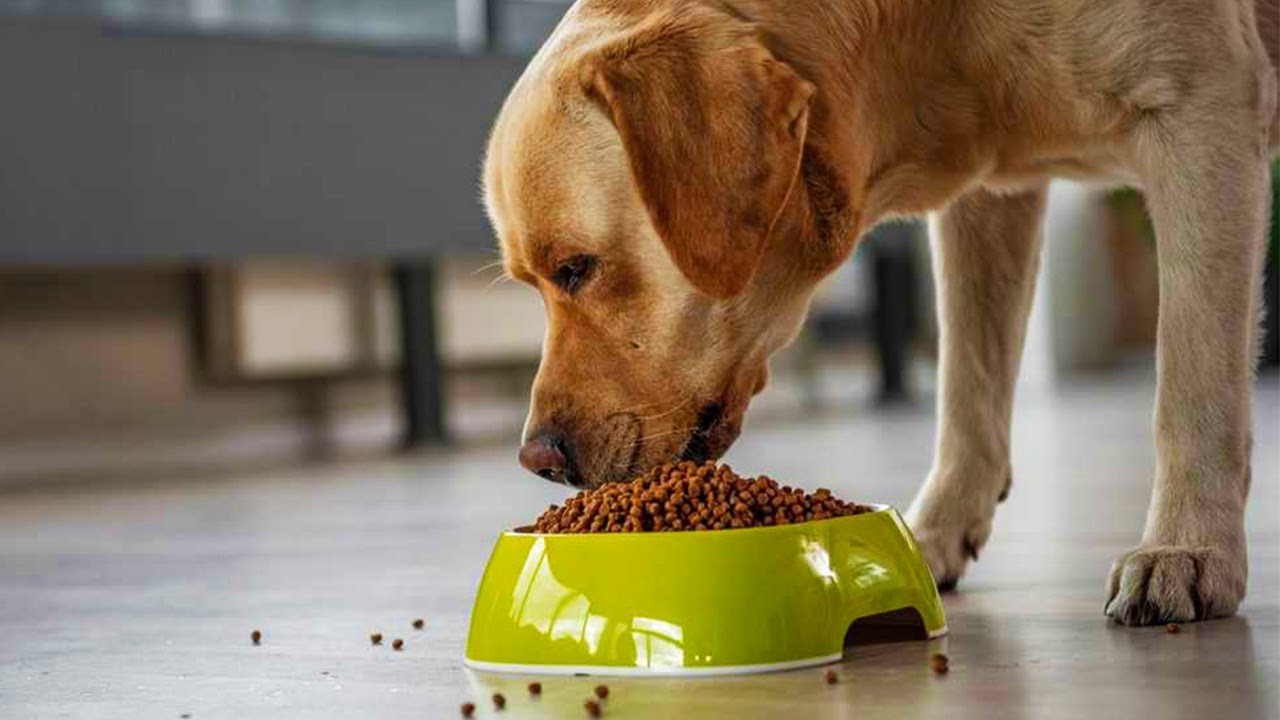 Má váš starší pes problémy? Zjistěte, jak pomoci nemocnému zvířeti, když už má léta mládí za sebou