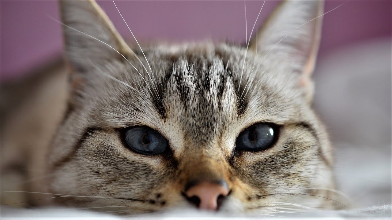 Jak nás kočky vidí a slyší: simulace, která nás všechny zbavuje daru řeči.