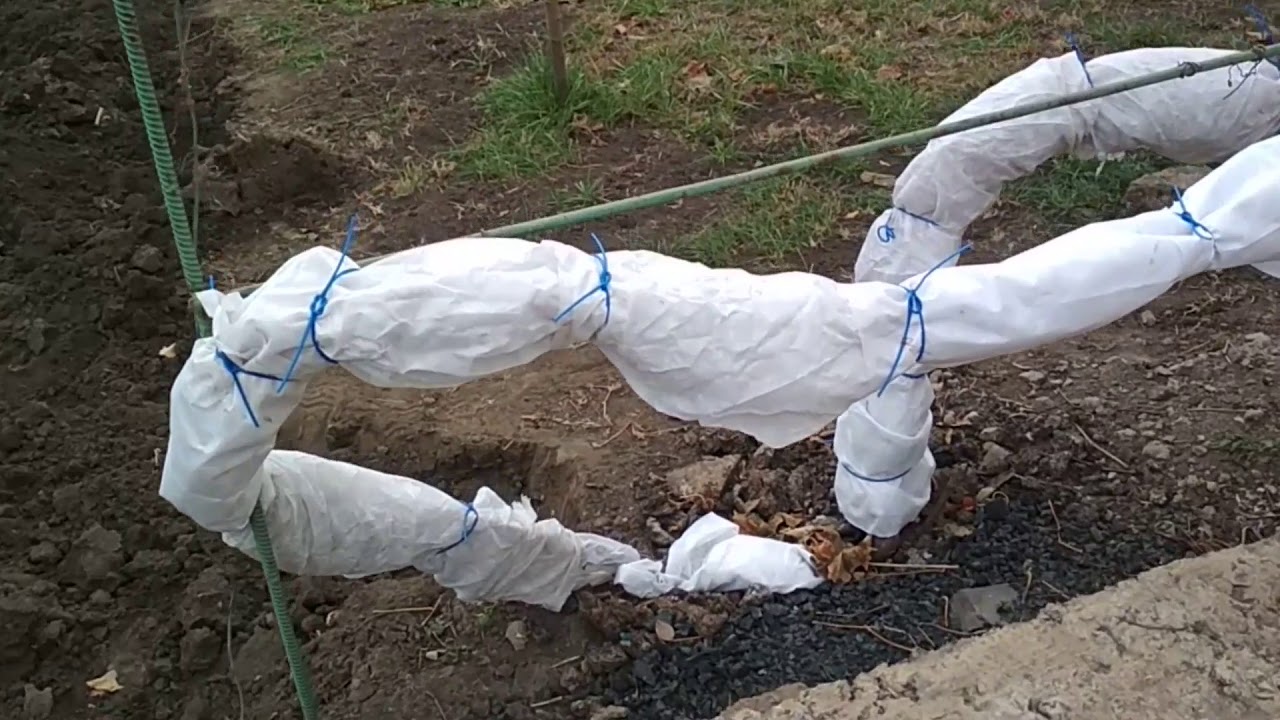 Příprava vinné révy na zimu. K ochraně úrody v příštím roce nestačí pouhé okopání a zakrytí.