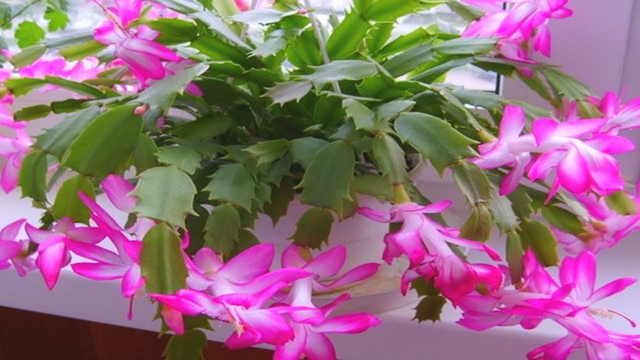 Listy vašeho kaktusu opadávají a vadnou? Jednejte rychle: přidejte do půdy trochu „černého hnojiva“.