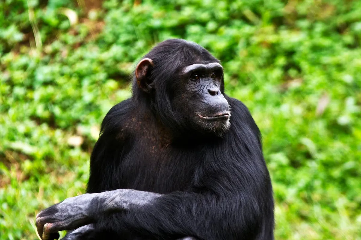 Šimpanzi přemýšlejí o tom, o čem přemýšlejí: studie ukazuje jejich neuvěřitelnou schopnost