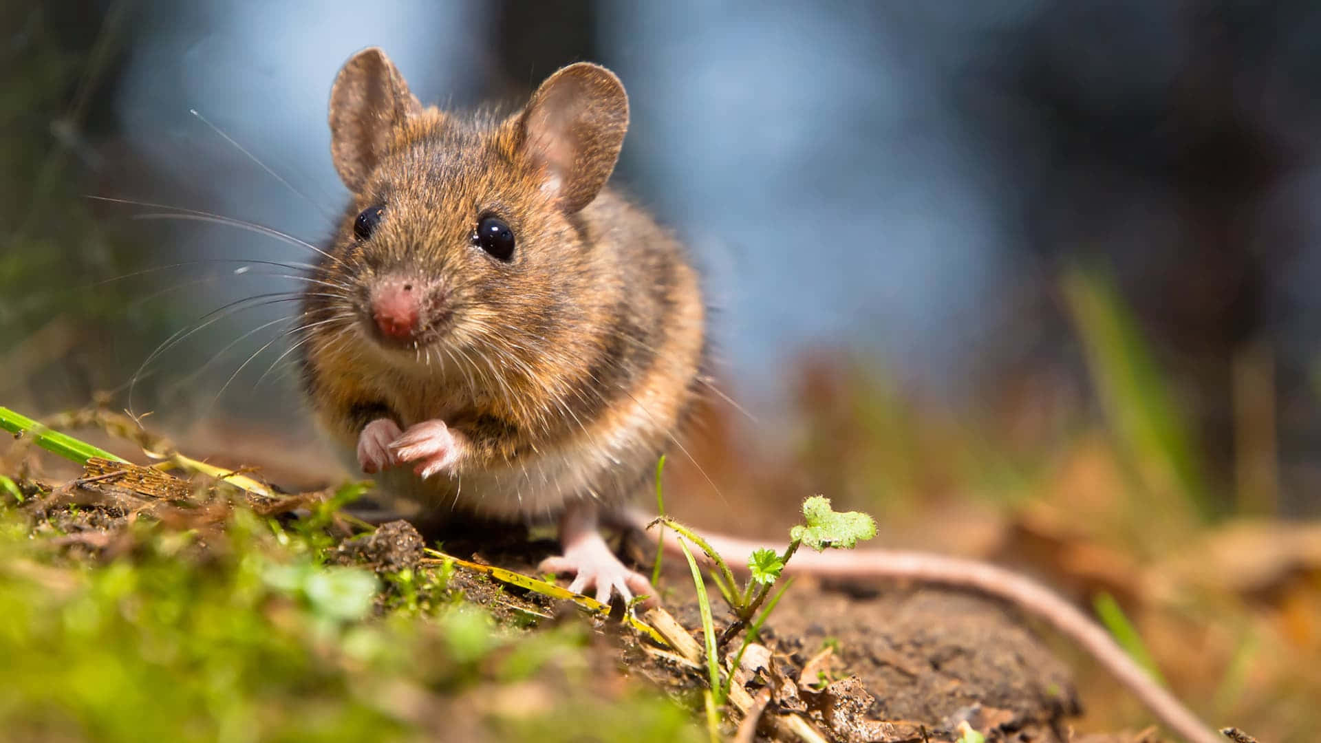 Stačí jeden list: jak se zbavit myší a krys v zimě