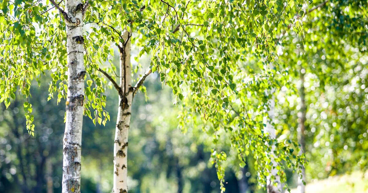 Jaké stromy nikdy nesmíte sázet poblíž domu a proč