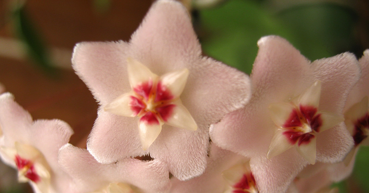 Málokdo ví, že tato pokojová rostlina vnáší barvu do každé místnosti a naplňuje celý dům vůní.