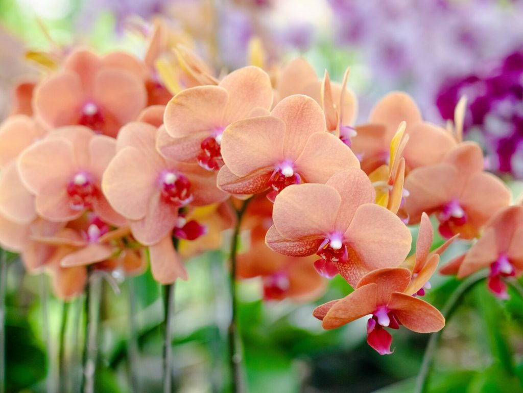 Chyba, kterou v listopadu dělá 8 z 10 lidí, kteří se starají o orchideje