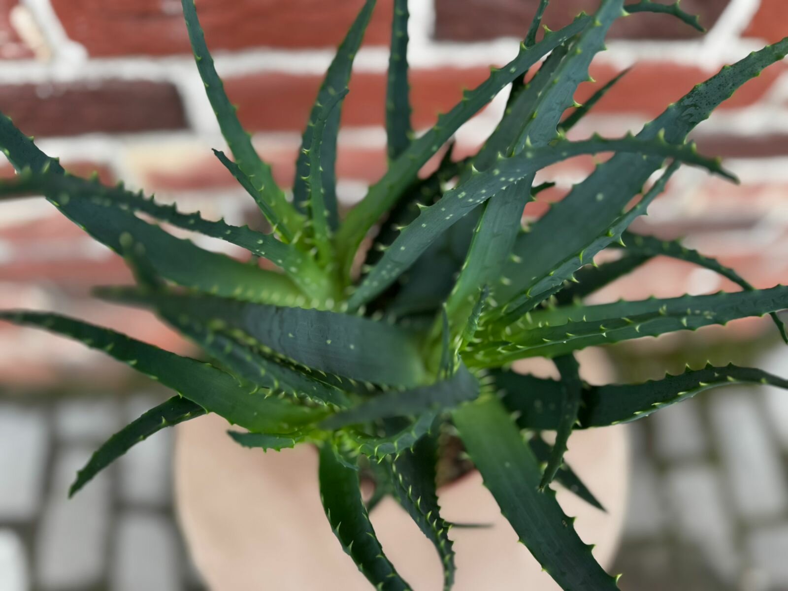 Co znamená podle feng-šuej umístit rostlinu aloe vera u vchodových dveří?