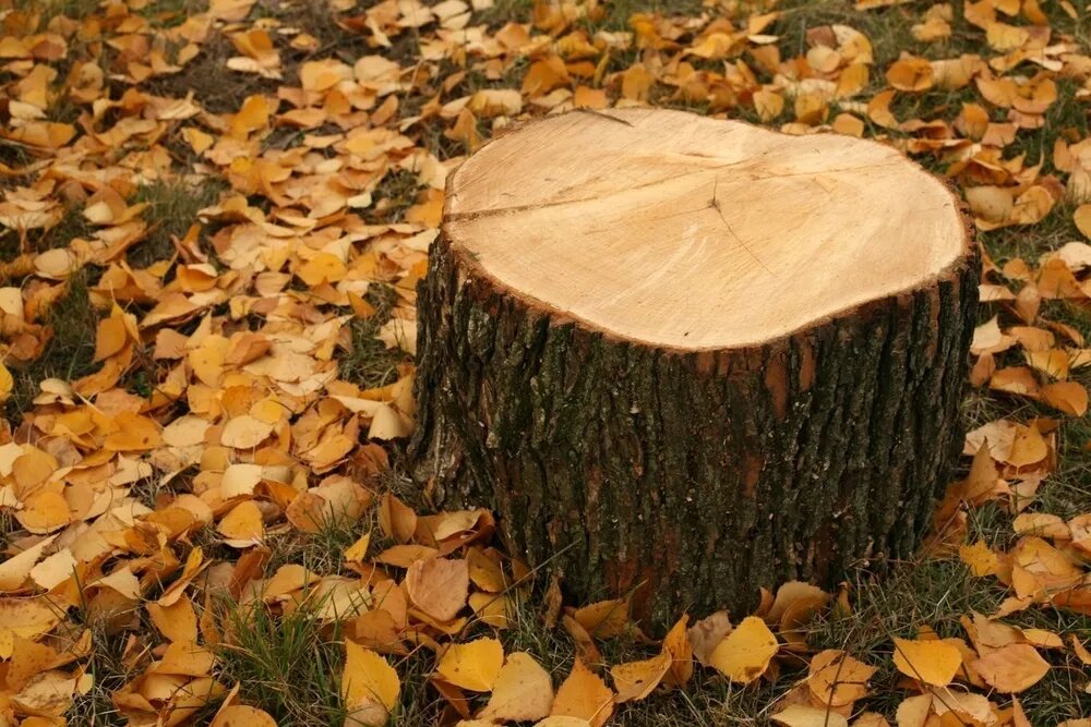 Pařez? Sledujte, jak zmizí přirozeným způsobem a bez námahy!